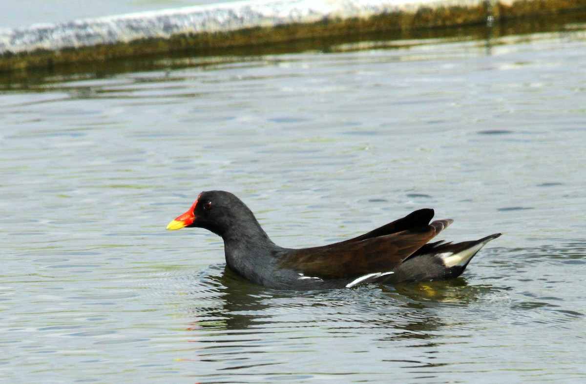 Uroilo arrunta - ML160184371