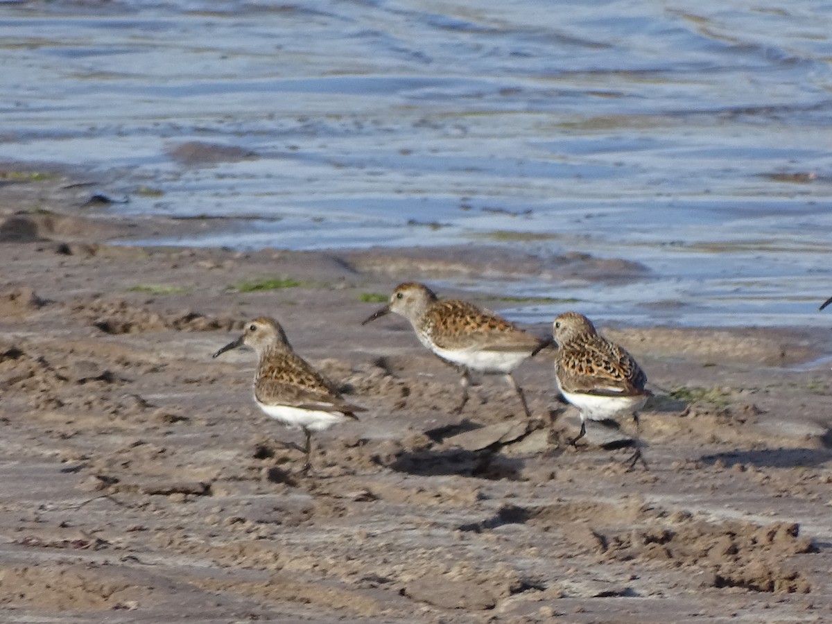 Dunlin - ML160186201