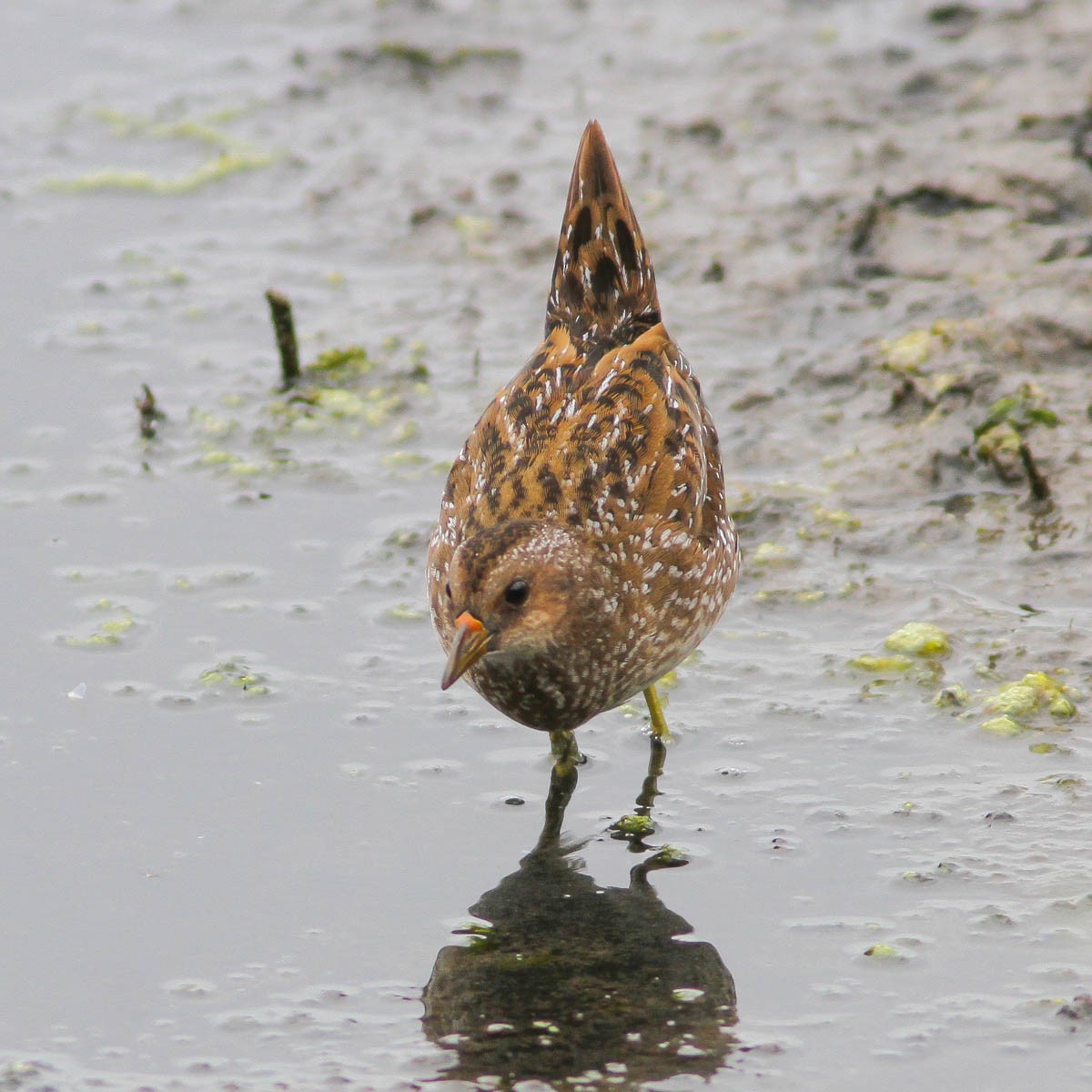 Spotted Crake - ML160186671