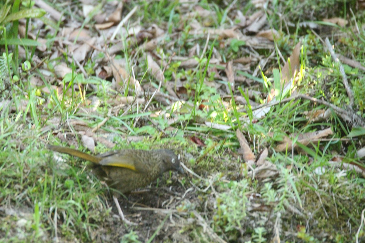 Scaly Laughingthrush - ML160187481