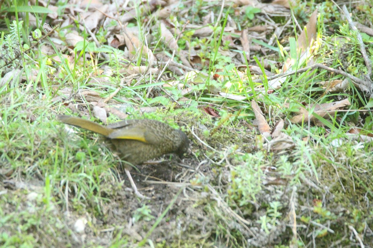 Scaly Laughingthrush - ML160187491