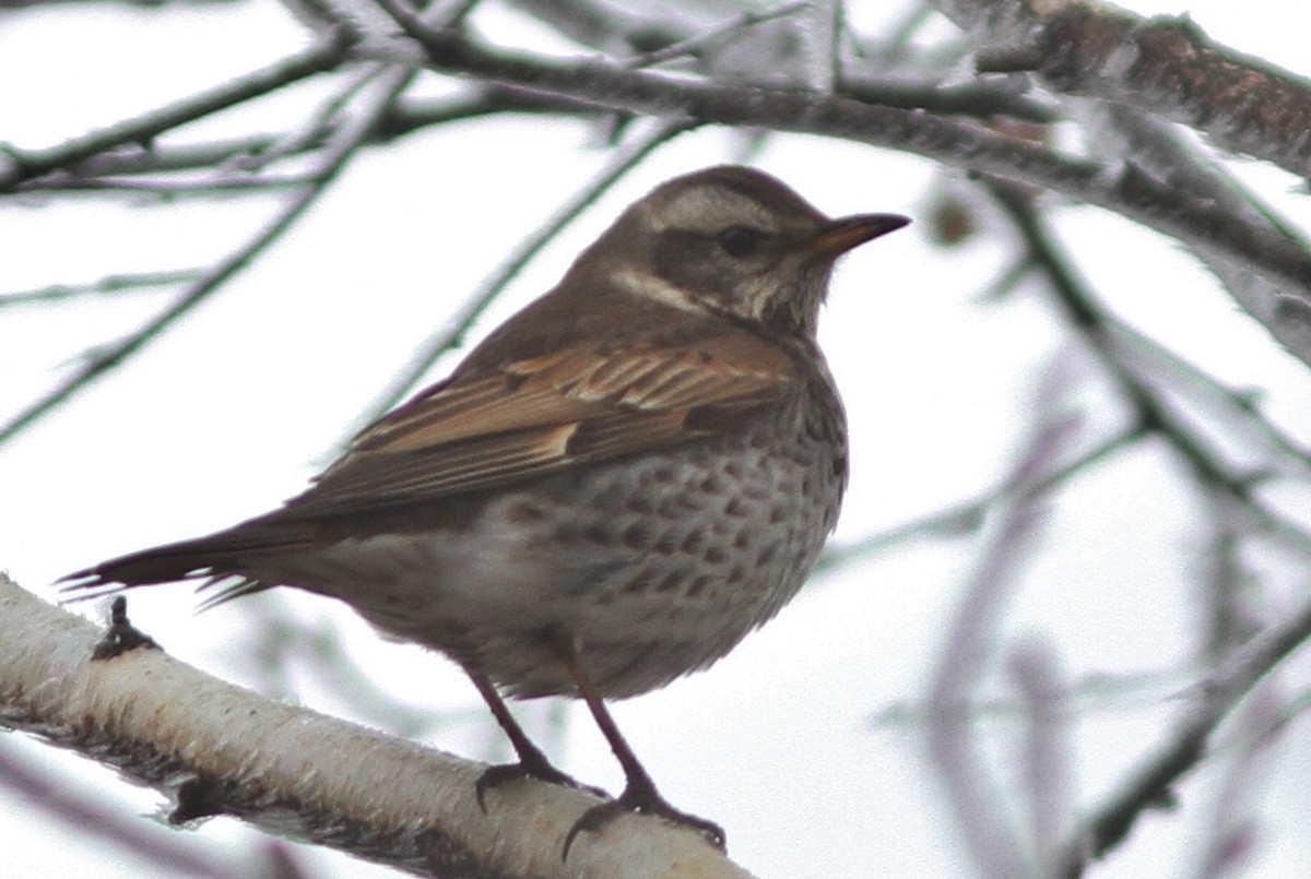 Dusky Thrush - ML160187701