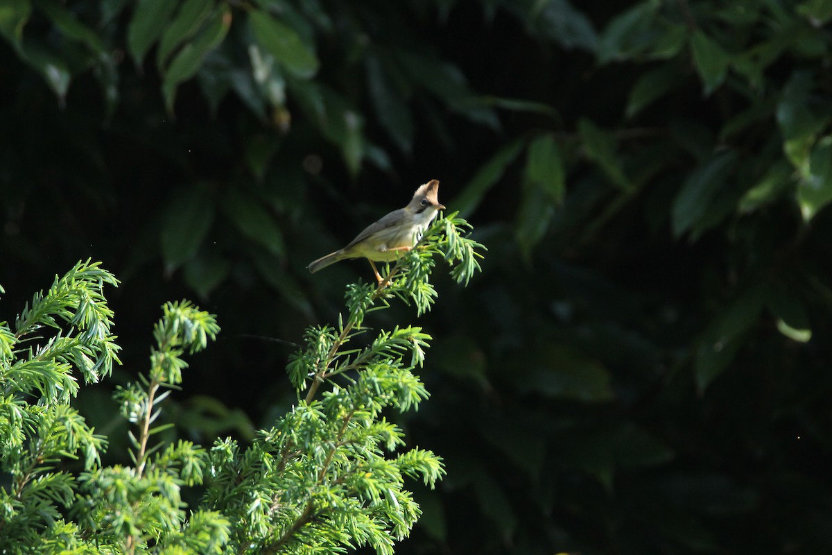 Whiskered Yuhina - ML160187741