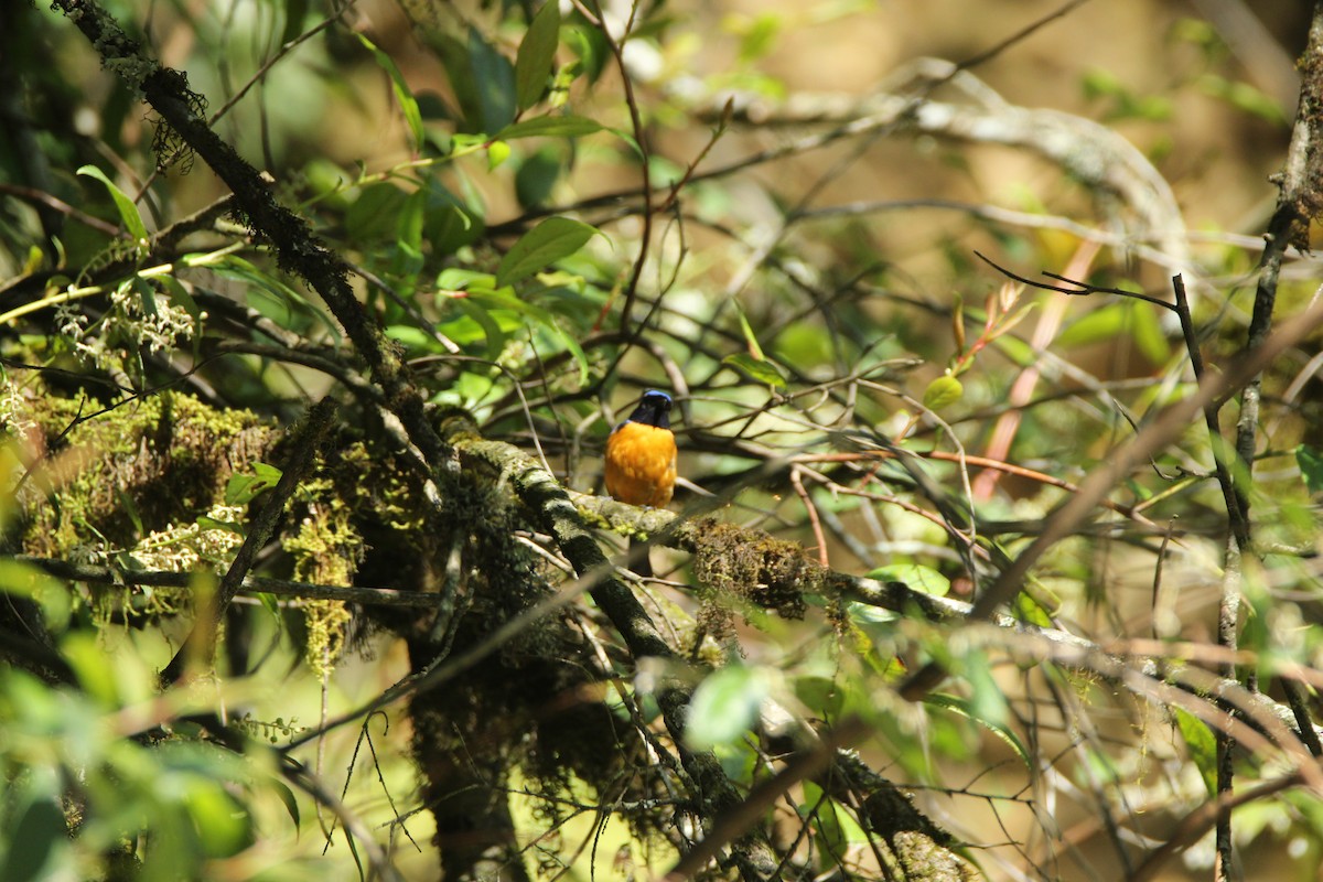 Rufous-bellied Niltava - ML160187811