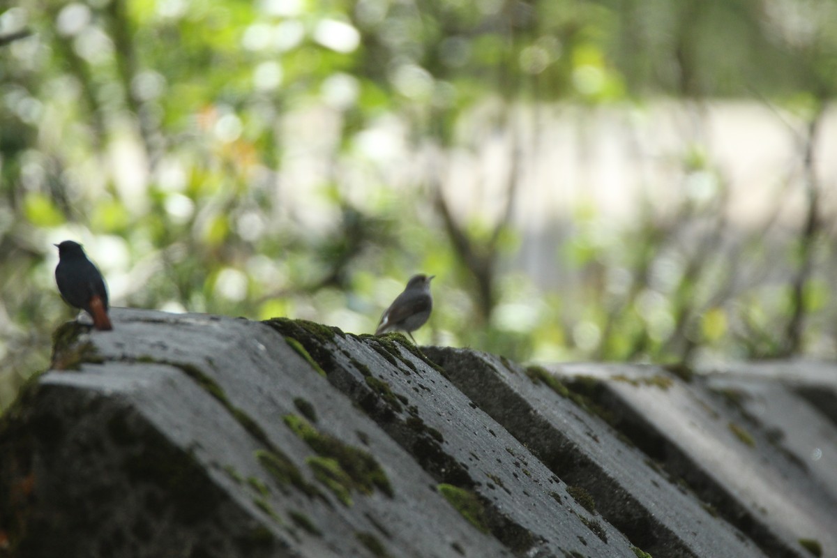 Plumbeous Redstart - ML160187851