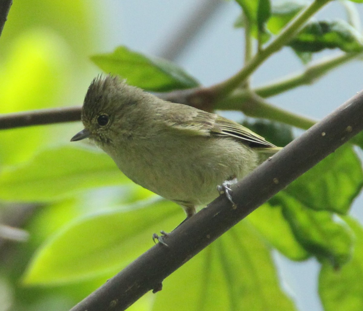 Yellow-browed Tit - ML160188141