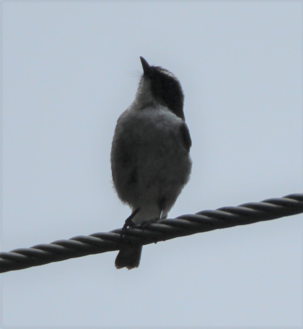 Gray Bushchat - ML160188191