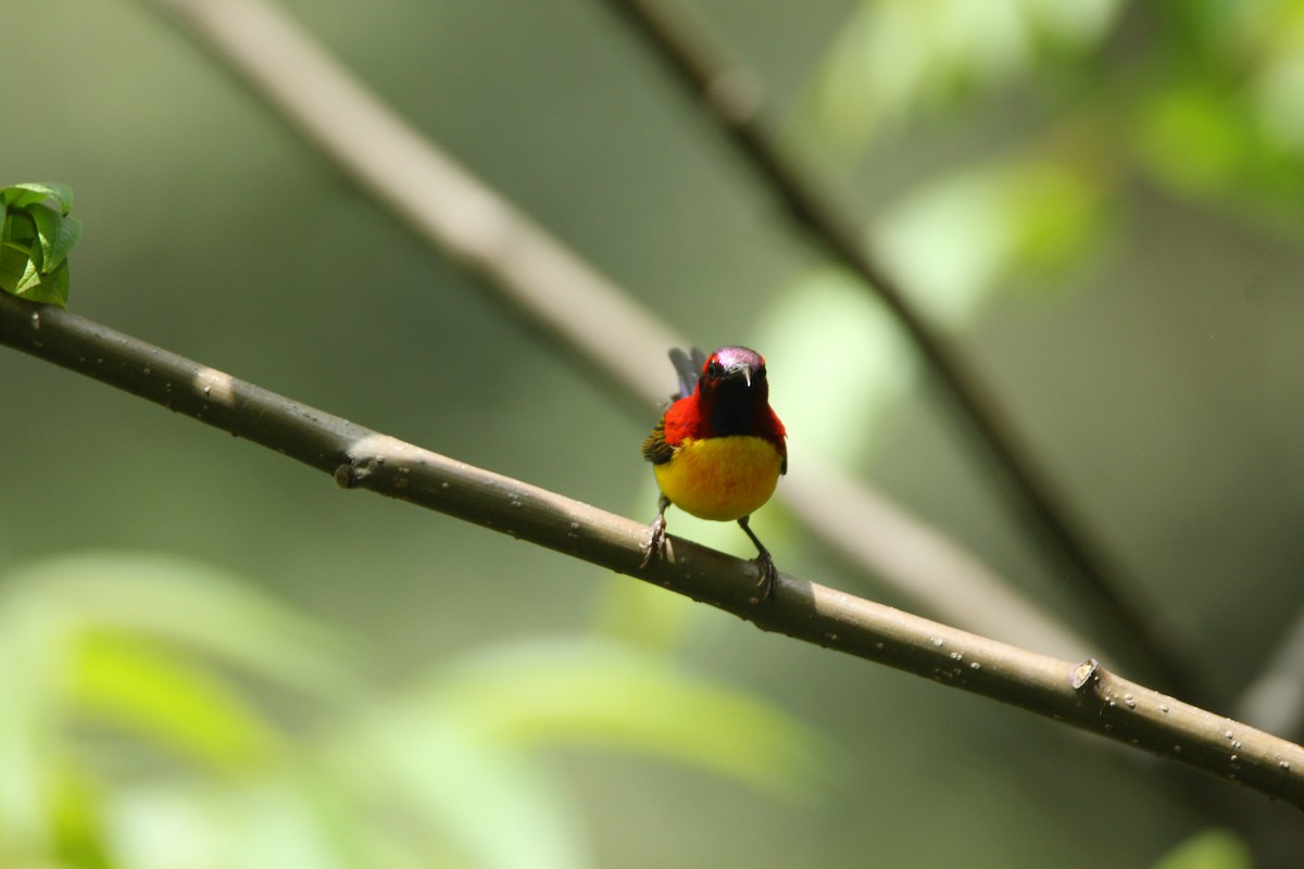 Mrs. Gould's Sunbird - ML160188271