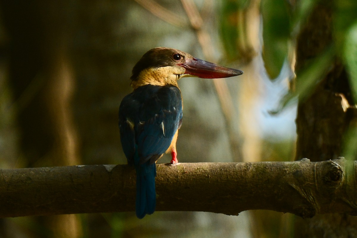 Stork-billed Kingfisher - ML160188501