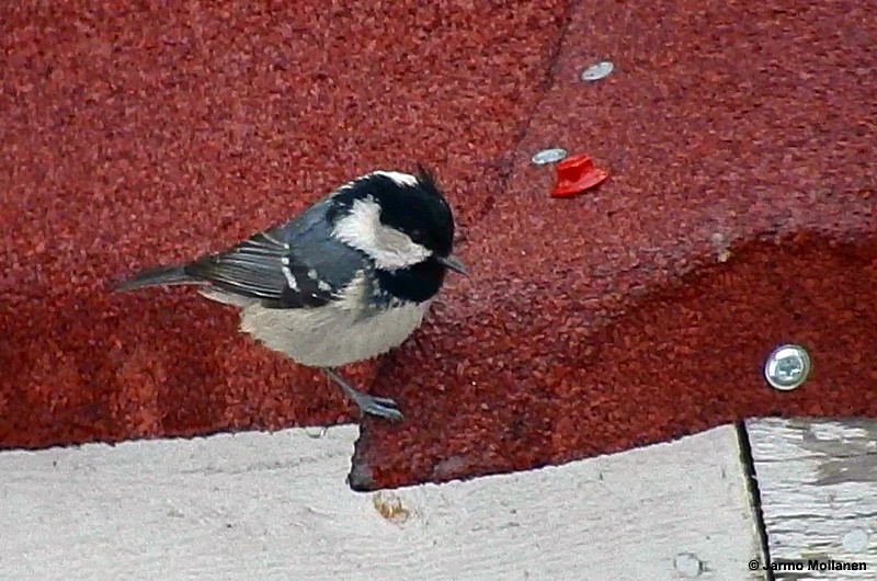 Coal Tit - ML160188601