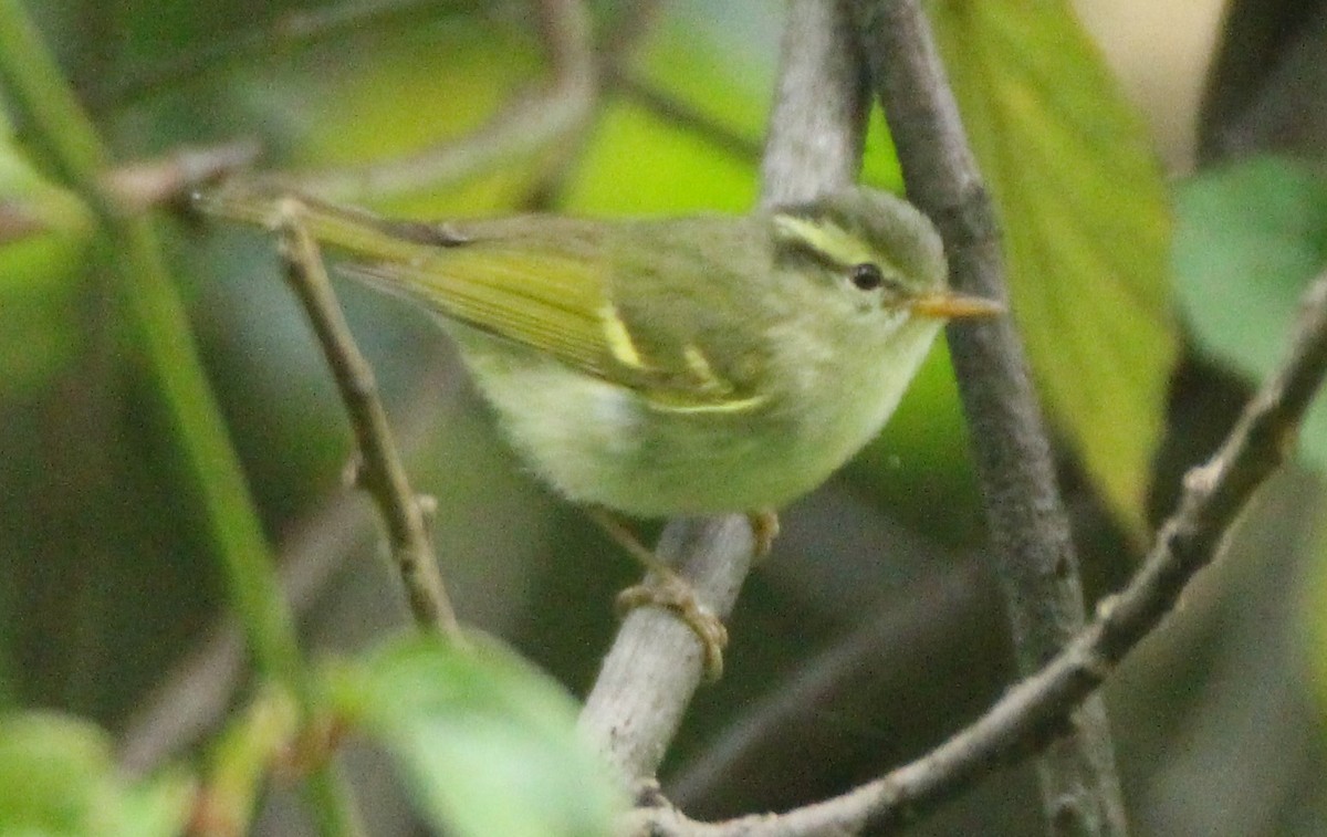 Blyth's Leaf Warbler - ML160188611