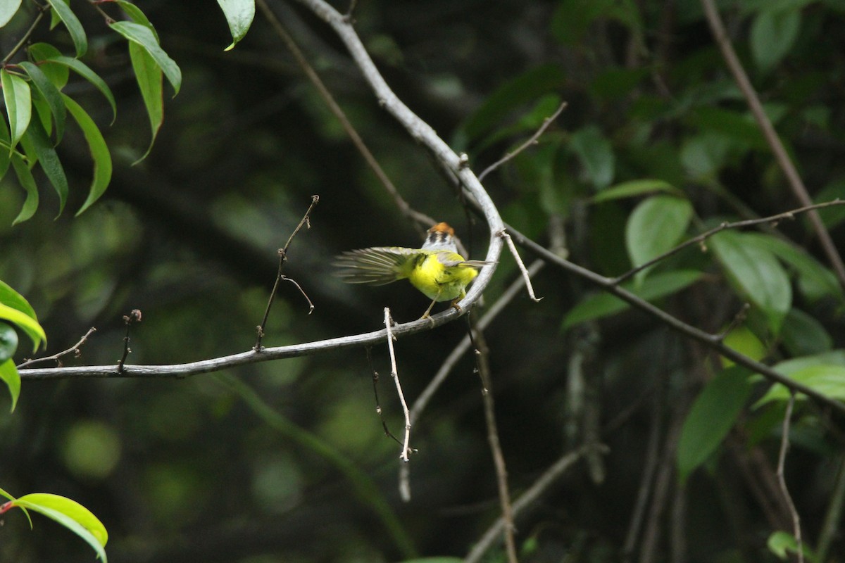 Chestnut-crowned Warbler - ML160188691