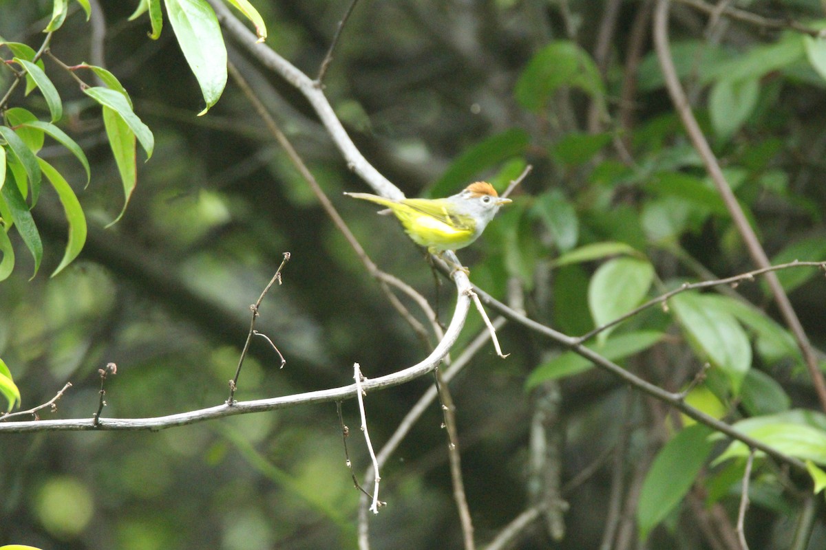 Chestnut-crowned Warbler - ML160188721