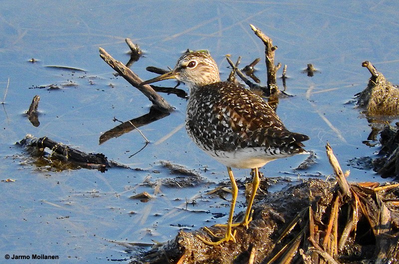 Wood Sandpiper - Jarmo Moilanen