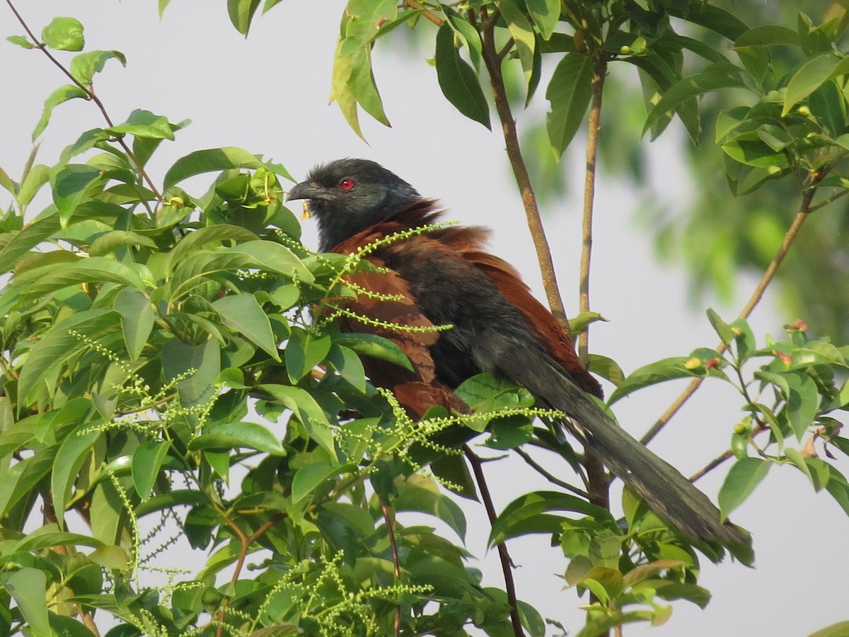 Greater Coucal (Greater) - ML160189201