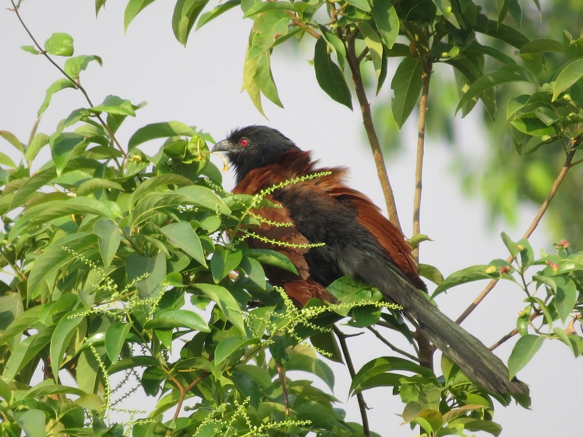 Grand Coucal (groupe sinensis) - ML160189211