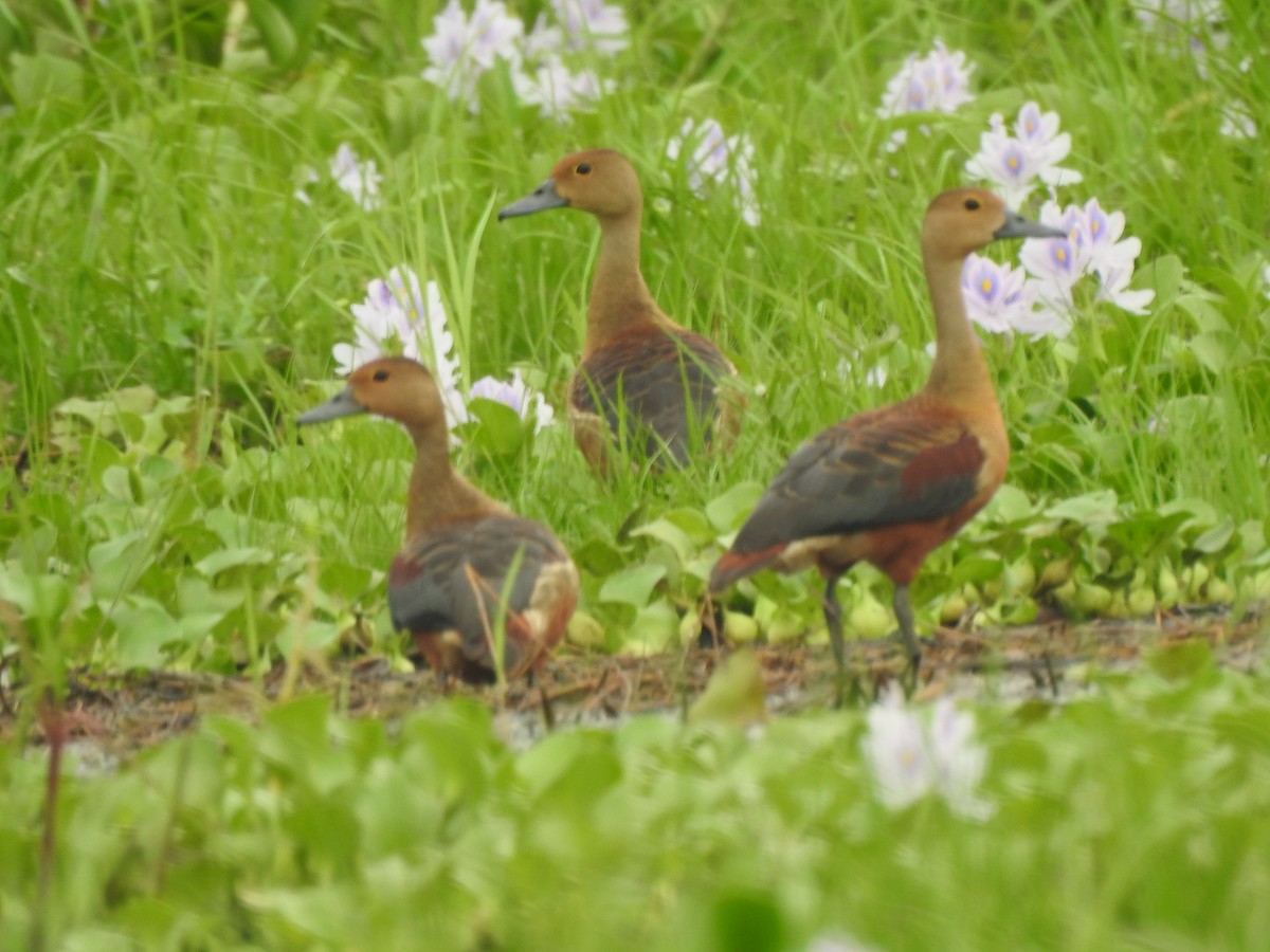 Lesser Whistling-Duck - Zayar Soe