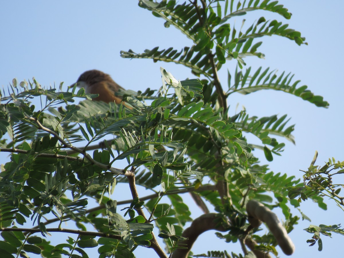 White-throated Babbler - ML160189671