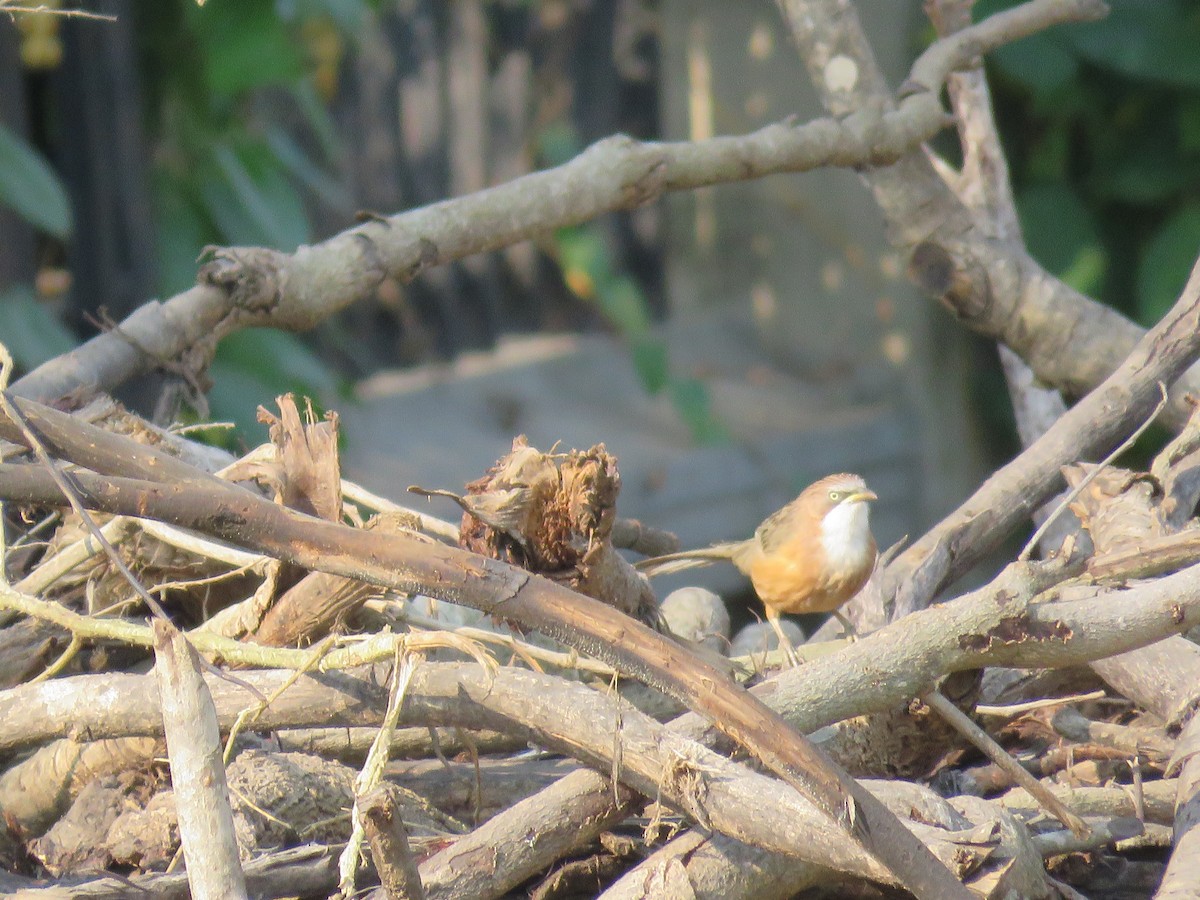 White-throated Babbler - ML160189691