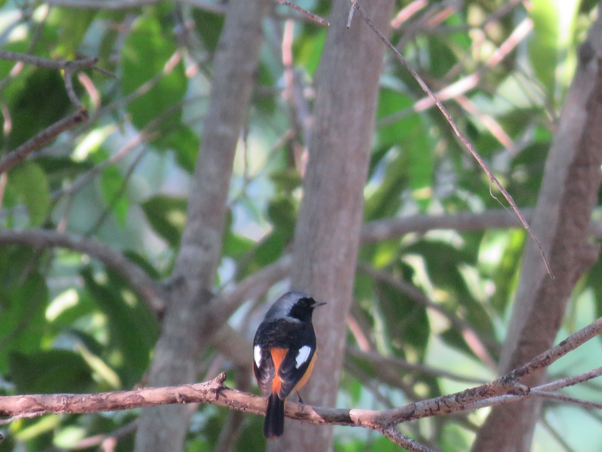 Daurian Redstart - ML160189771