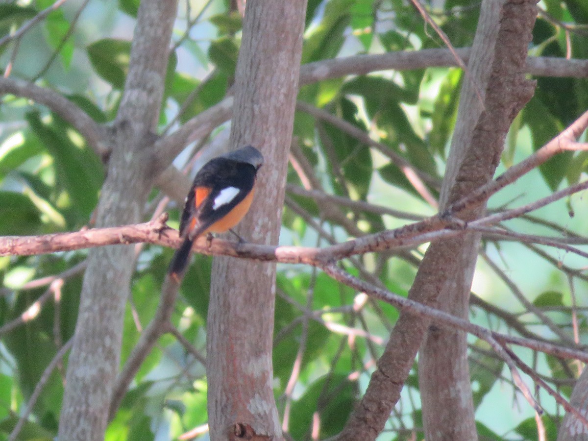 Daurian Redstart - ML160189781