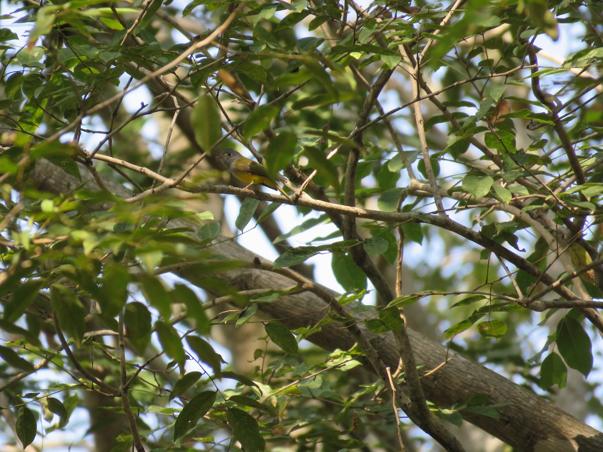 Gray-headed Canary-Flycatcher - Tun  Oo