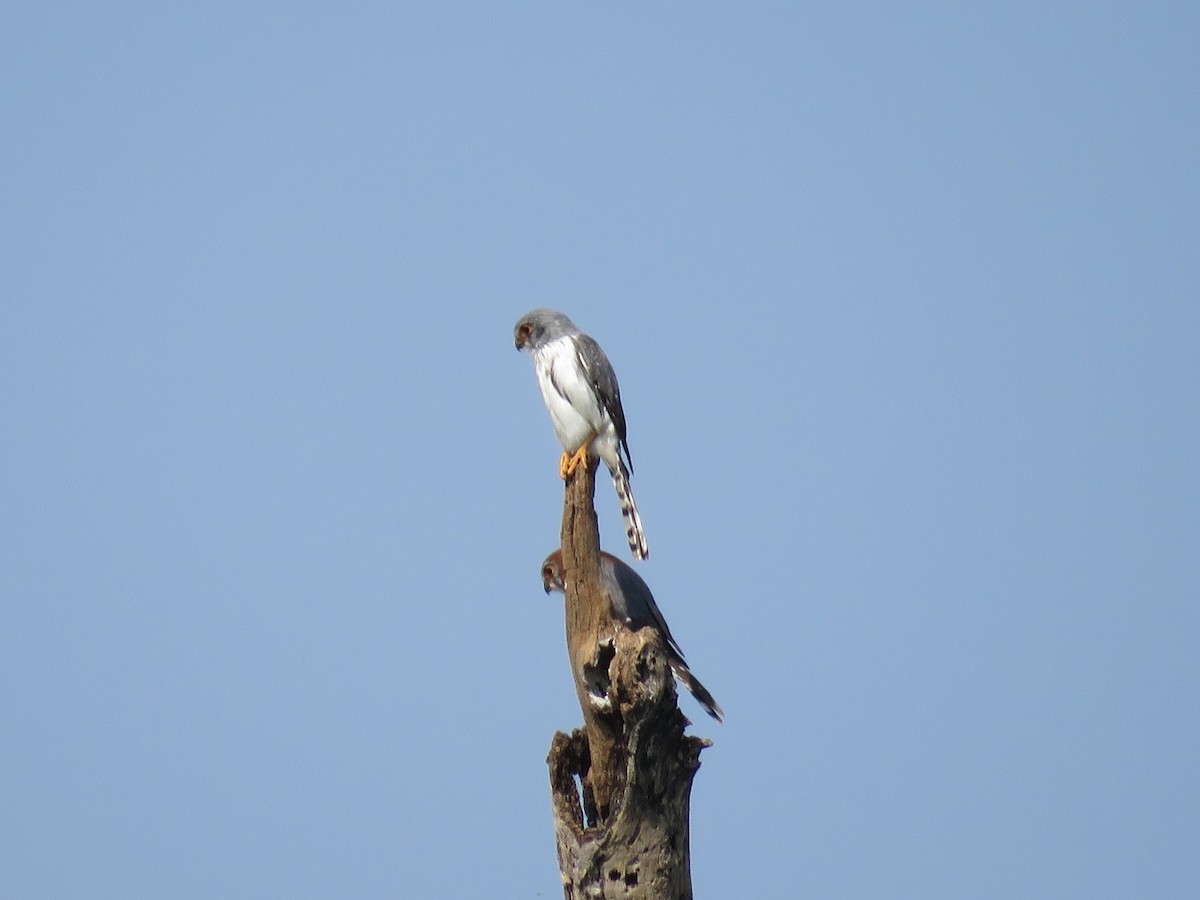 White-rumped Falcon - ML160189911