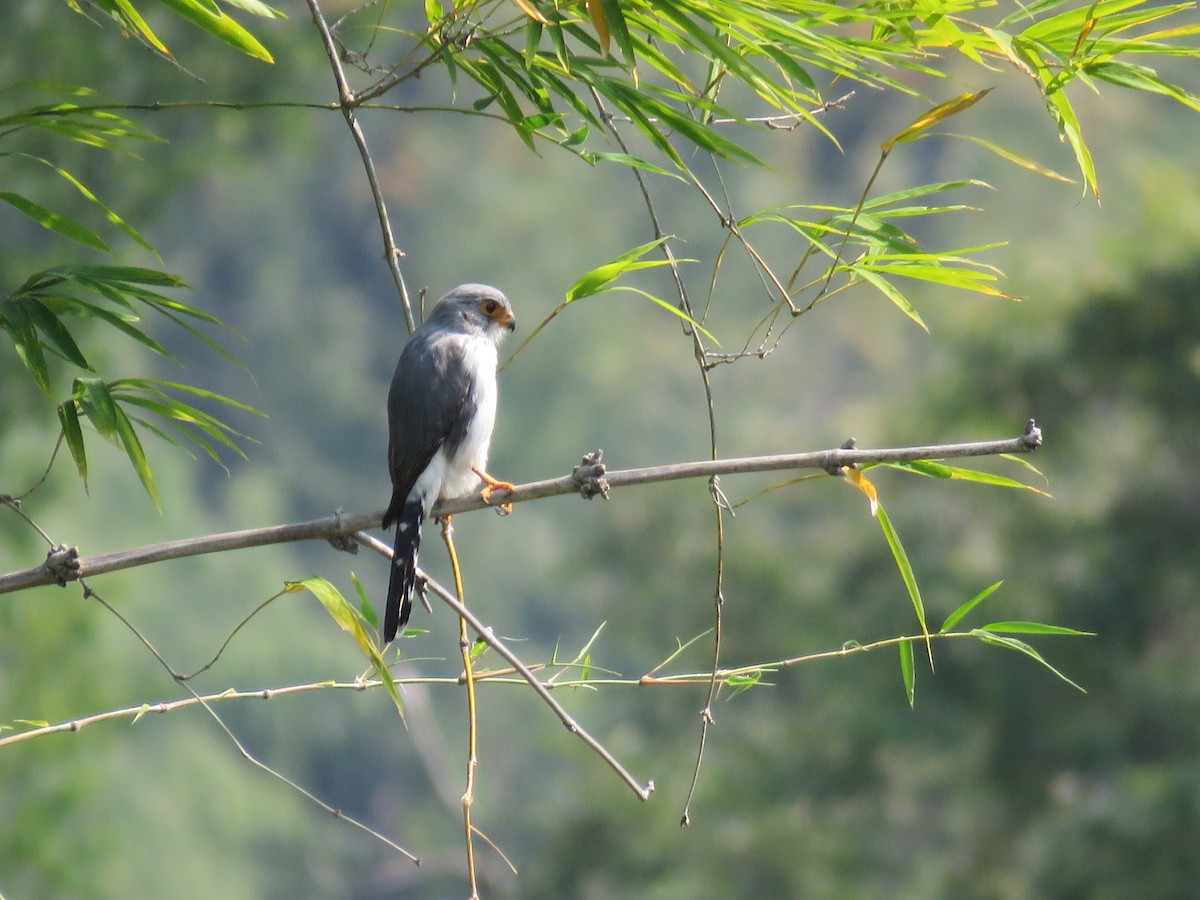 White-rumped Falcon - ML160189931