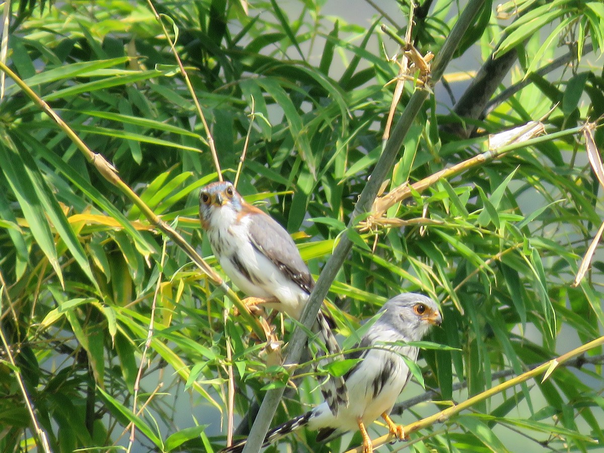 White-rumped Falcon - ML160189971