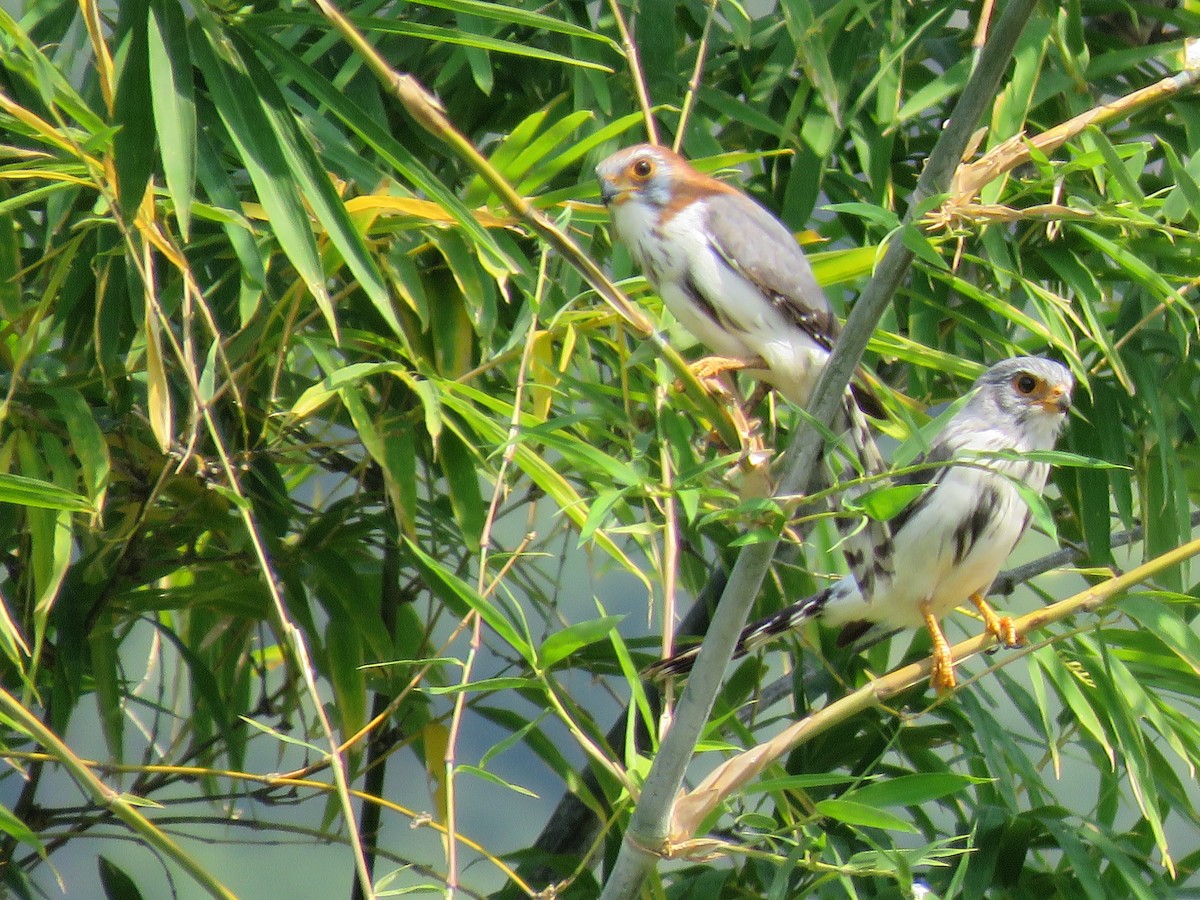 White-rumped Falcon - ML160189981