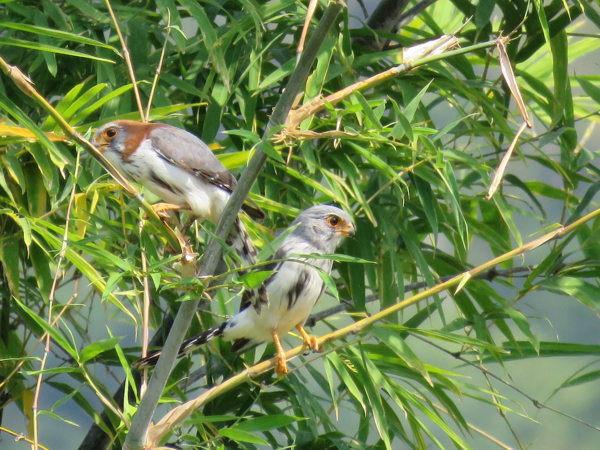 White-rumped Falcon - ML160190011