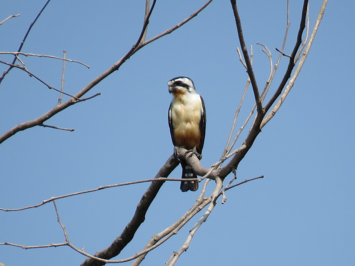 Collared Falconet - ML160190121