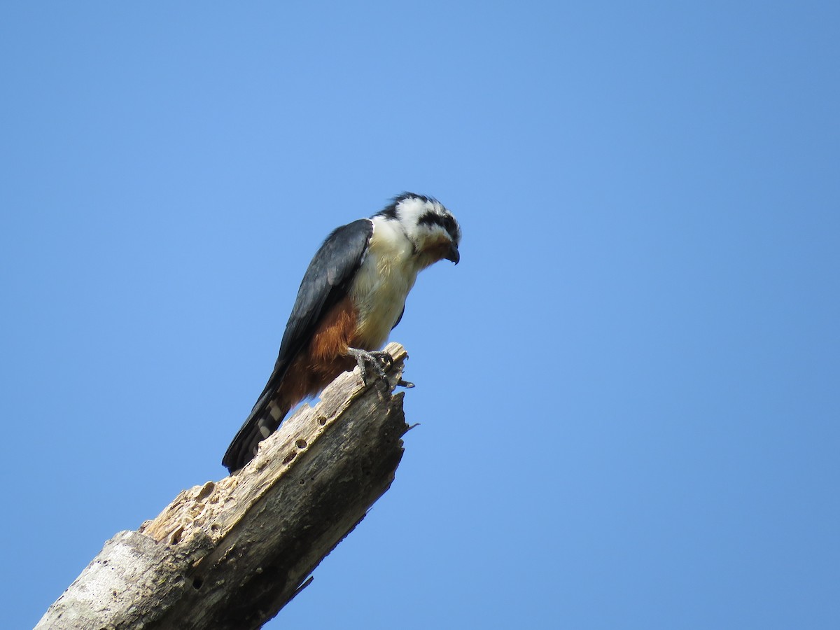 Collared Falconet - ML160190131