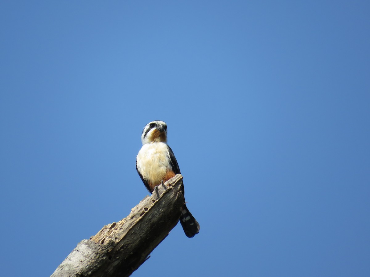Collared Falconet - ML160190141
