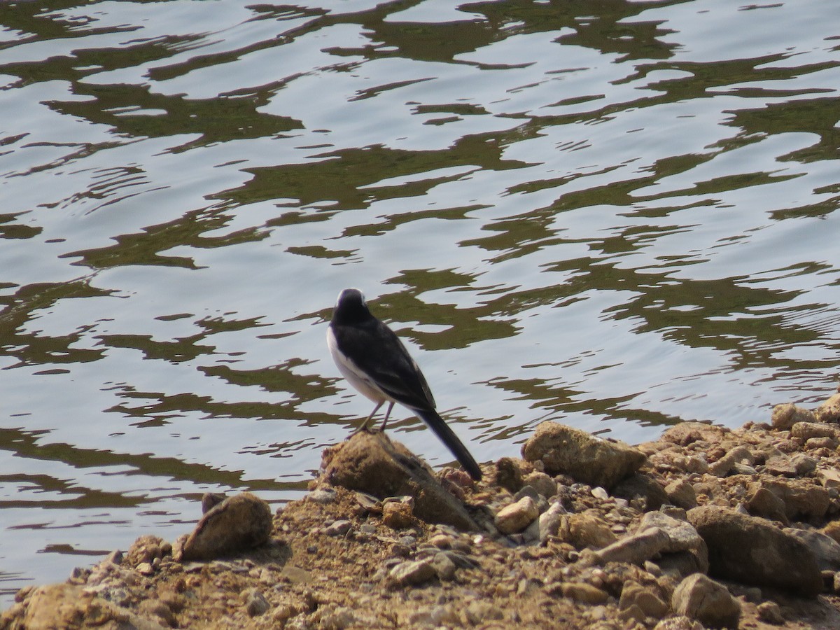 White Wagtail - ML160190151