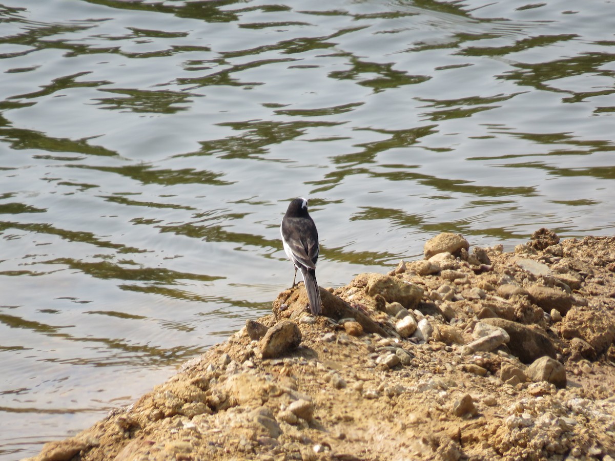 White Wagtail - ML160190161