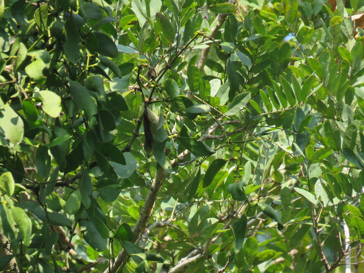 Scarlet-backed Flowerpecker - ML160190241