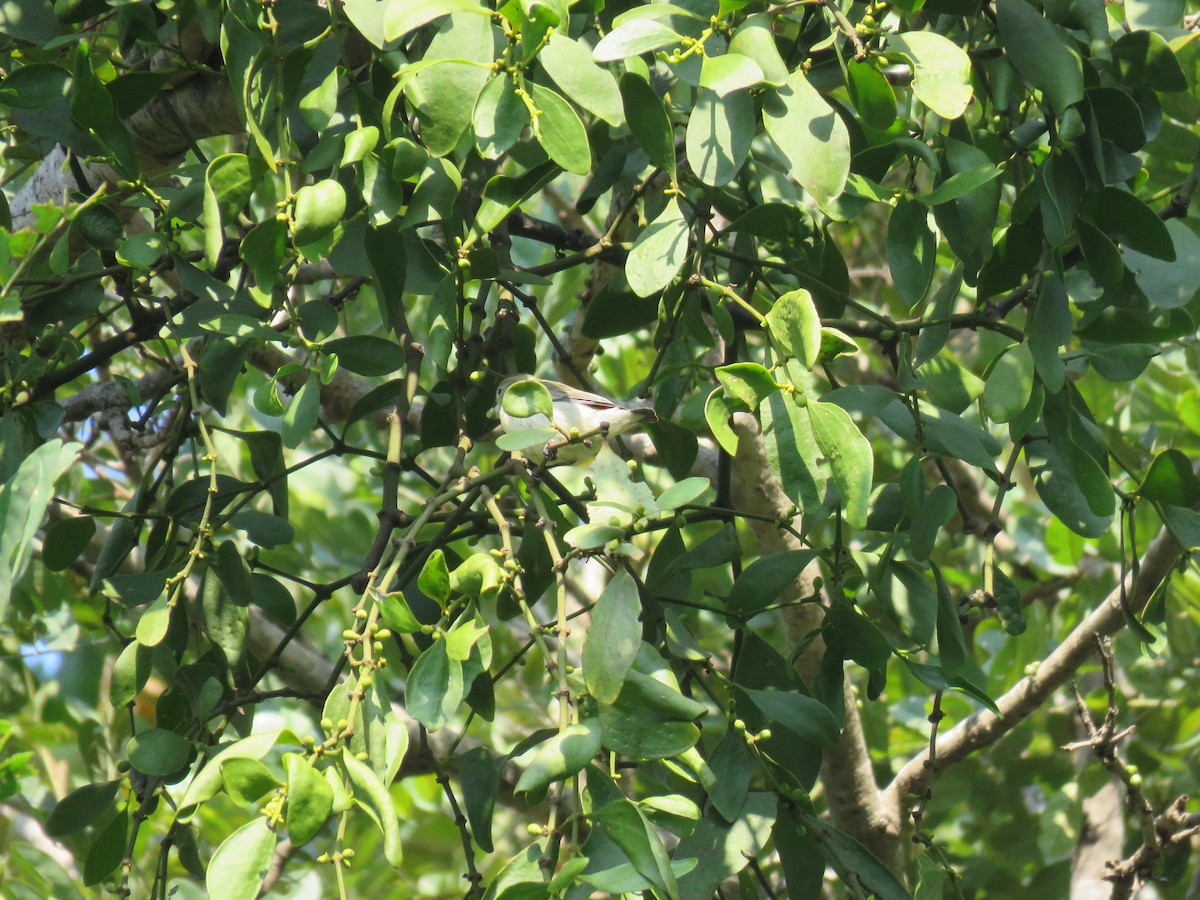 Scarlet-backed Flowerpecker - ML160190251