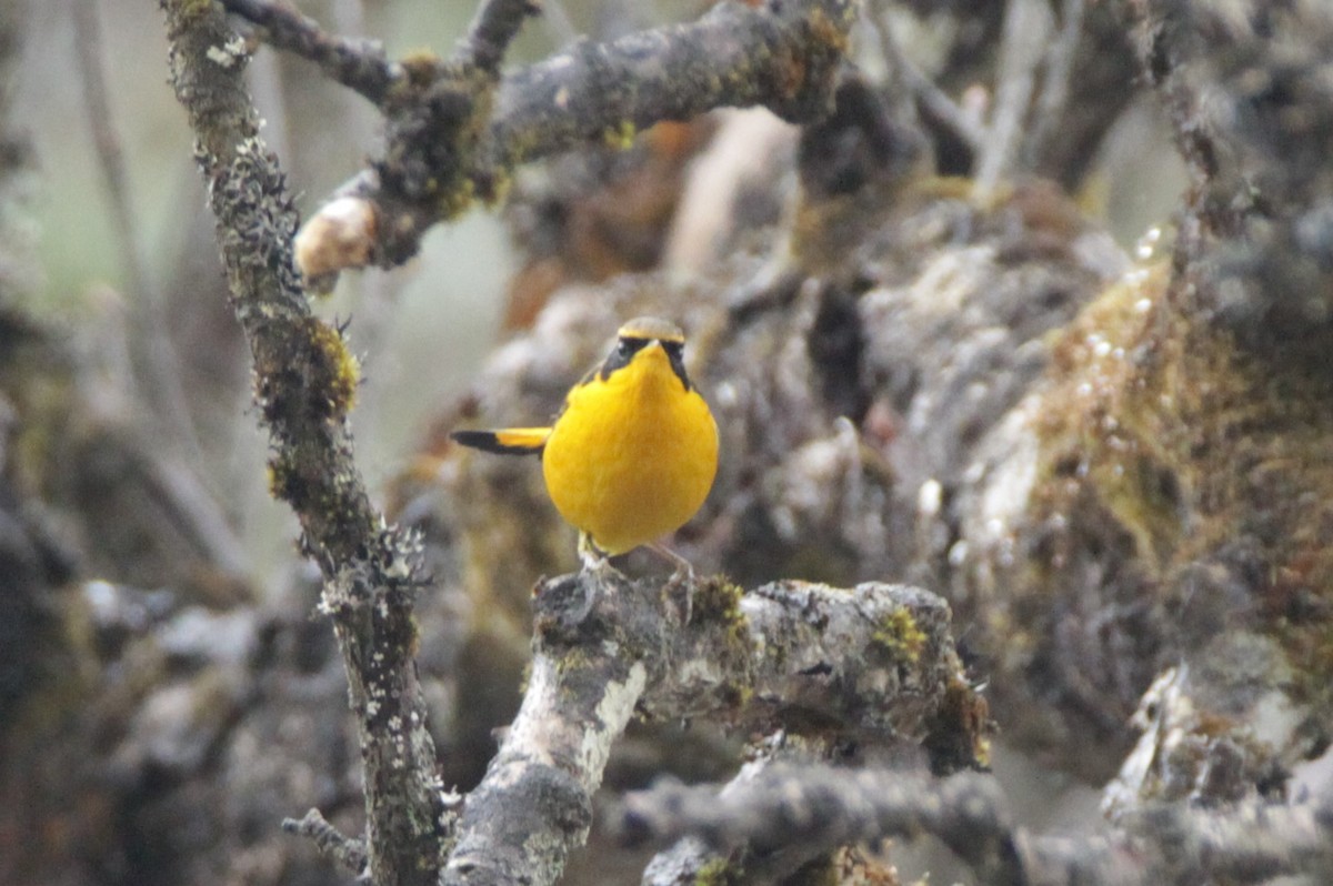 Golden Bush-Robin - ML160190521