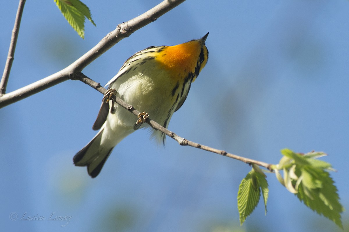 Blackburnian Warbler - ML160190561