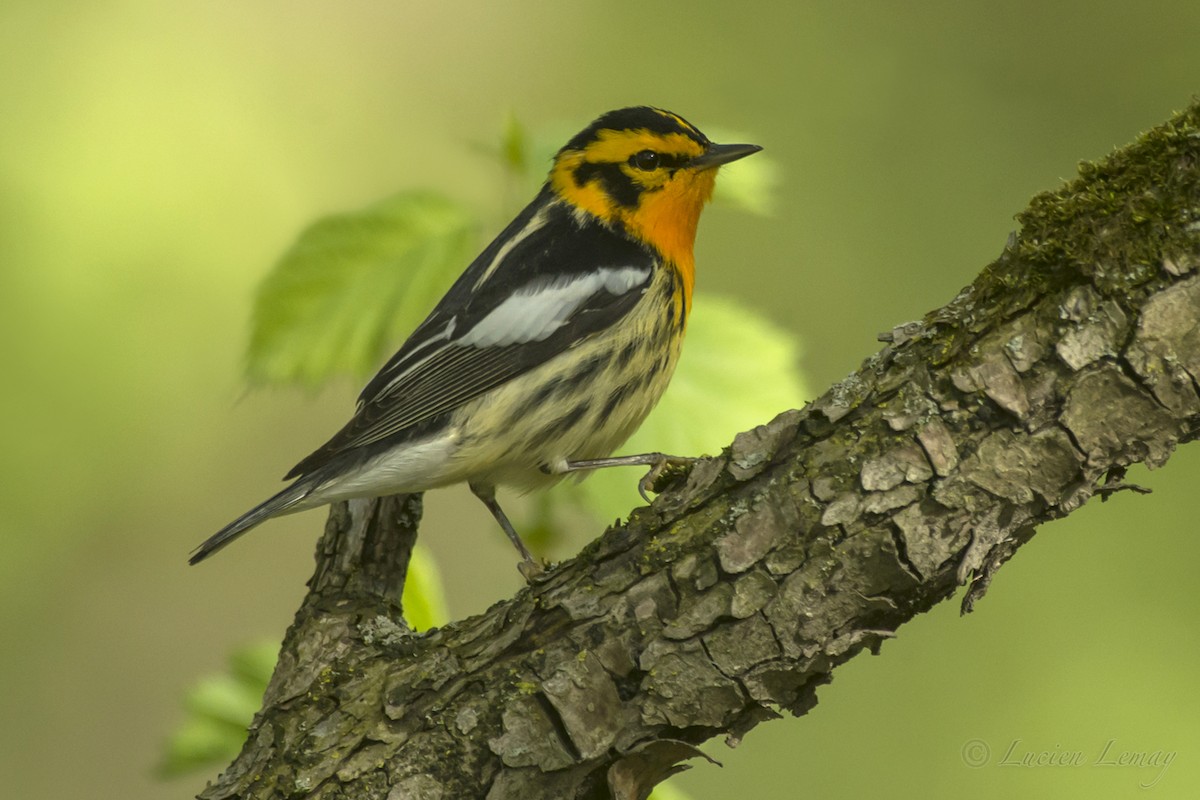 Blackburnian Warbler - ML160190571