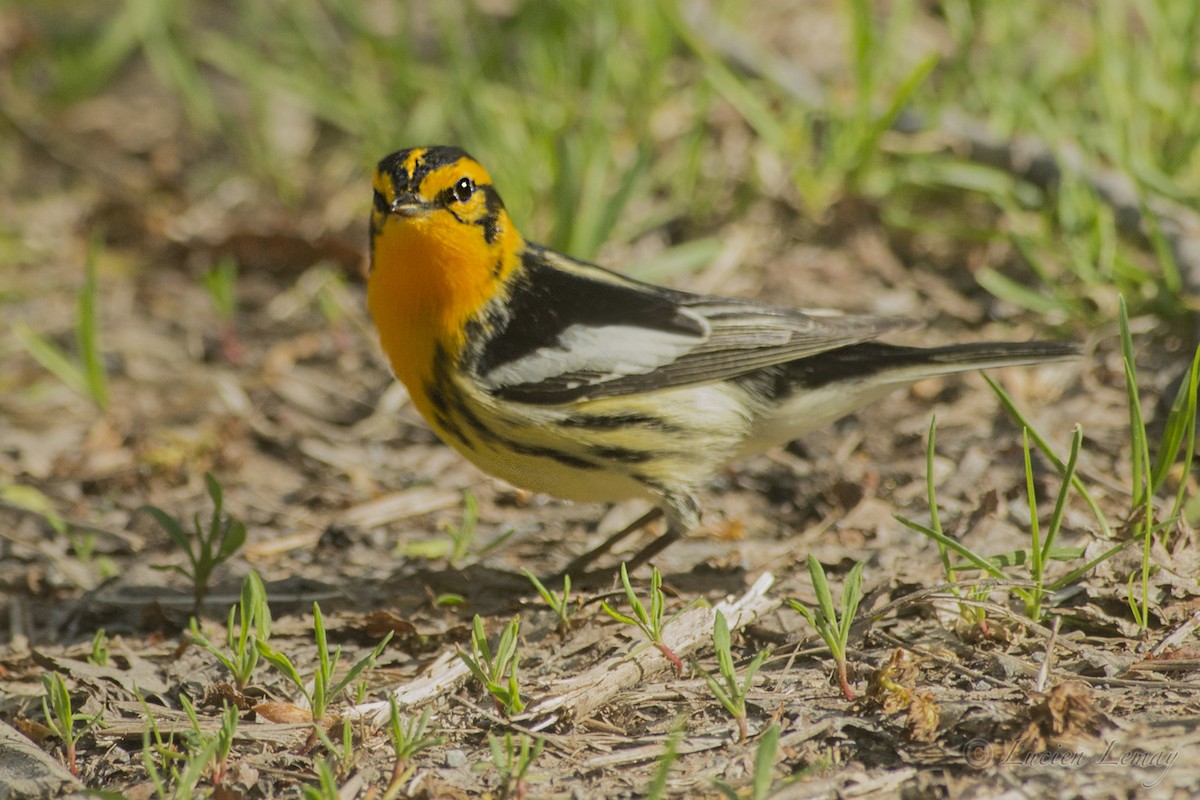 Blackburnian Warbler - ML160190591