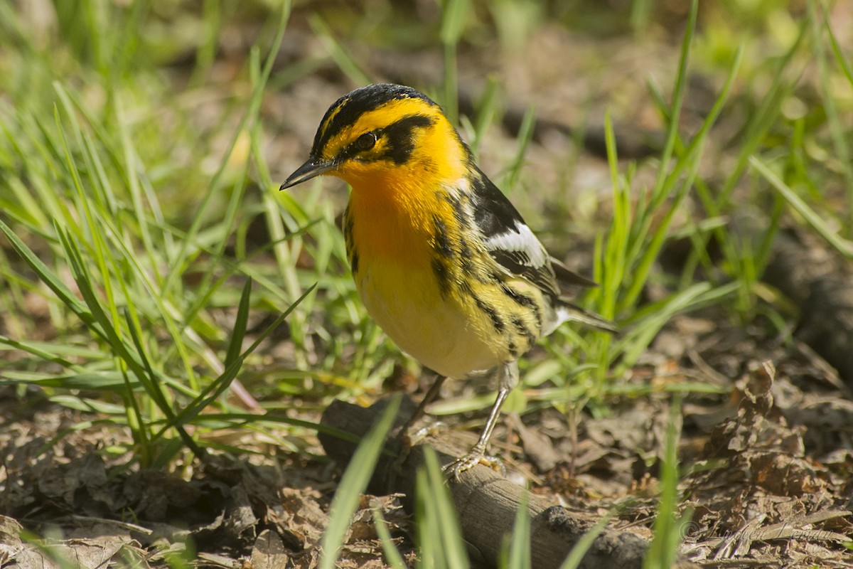 Blackburnian Warbler - ML160190611