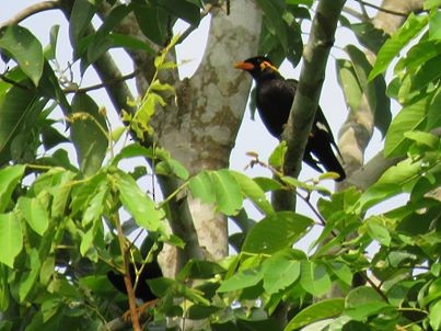 Common Hill Myna - ML160190711
