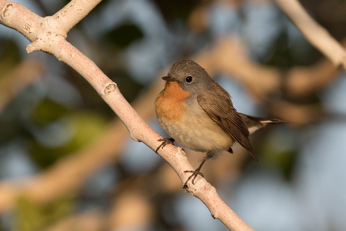 Red-breasted Flycatcher - ML160190821