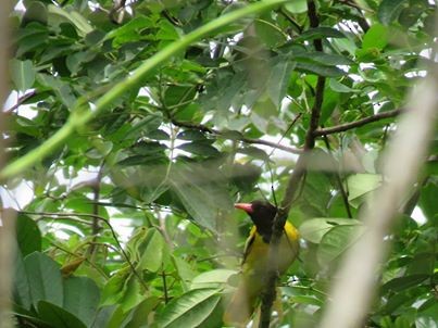 Black-hooded Oriole - ML160190841