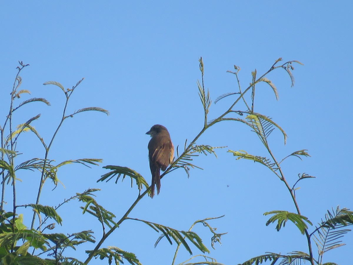 Gray-backed Shrike - ML160190971