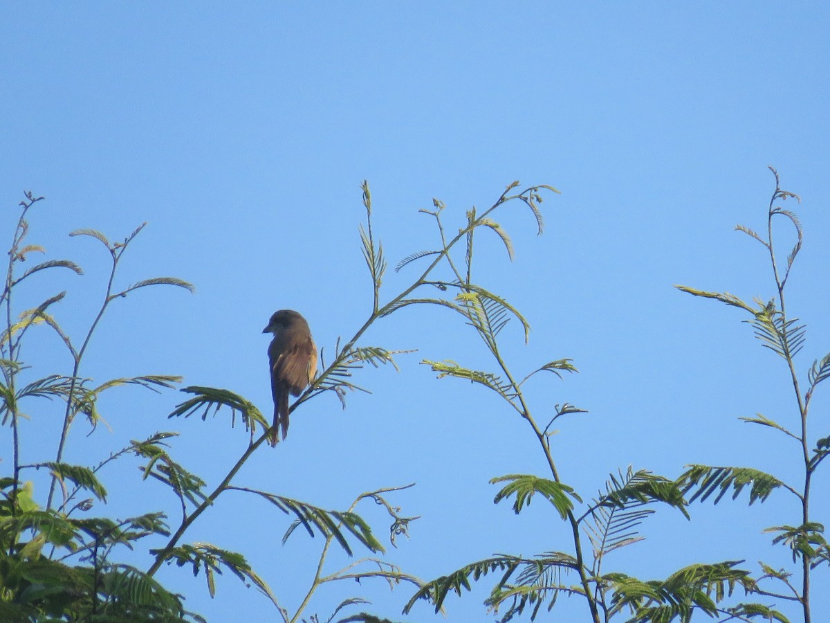 Gray-backed Shrike - ML160190981