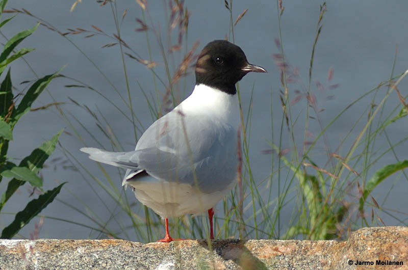 Mouette pygmée - ML160191431