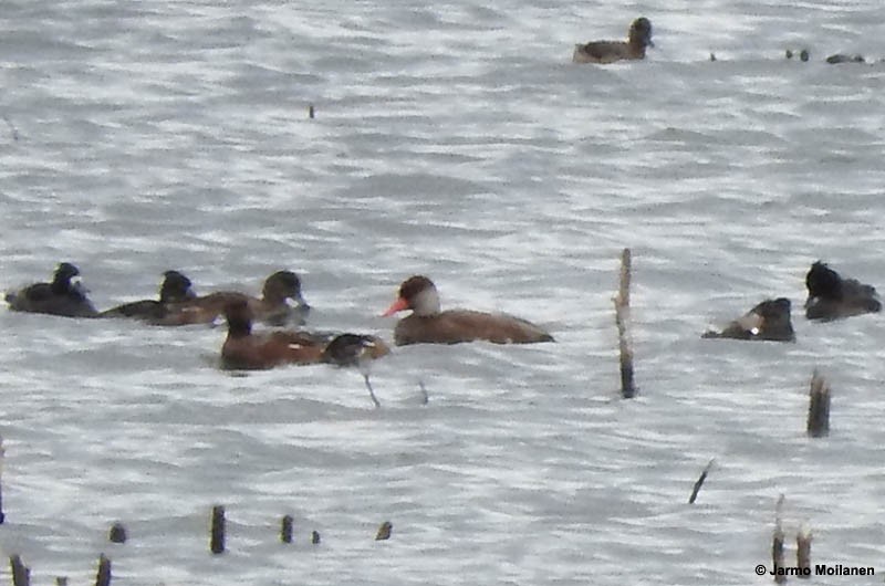 Red-crested Pochard - ML160191851